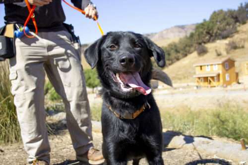 “It Was All Because of My Dog:” Former Search Dog Lexi and Her Adopter, Lisa, Find Purpose as a Therapy Team