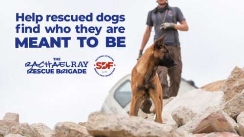 6 Animal Rescue Organizations to Know - The Rachael Ray Foundation™ (RRF)