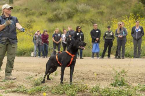 SDF’s Rescue Partners Visit Campus for “Evaluating Working Dogs” Training Event