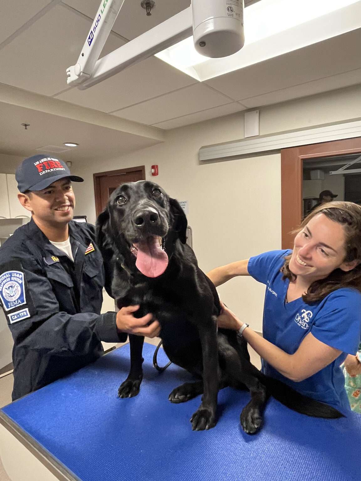 SDF-trained canine teams join disaster response in wake of Maui ...