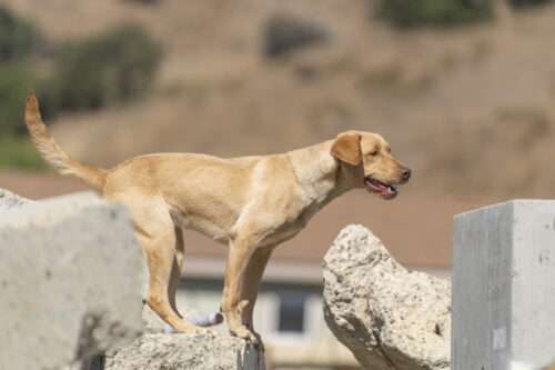 This Golden Girl was Meant to be a Search Dog! 