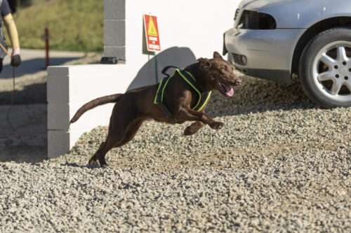 Mocha follows her nose to a new career in arson detection