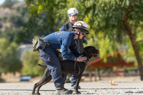 Peat thrives in new career as wilderness search and rescue dog