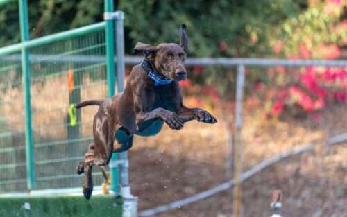 Happy Tails – Busy flies high in the world of competitive dog sports