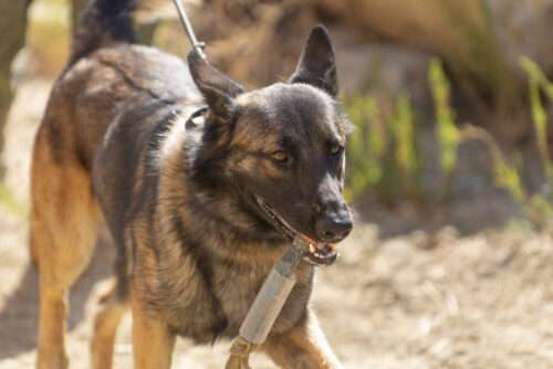 Sachi pursues a career in wilderness SAR and finds her perfect pack along the way