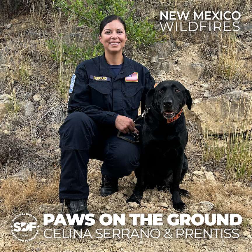 Canine teams deploy to aftermath of New Mexico wildfires - National ...