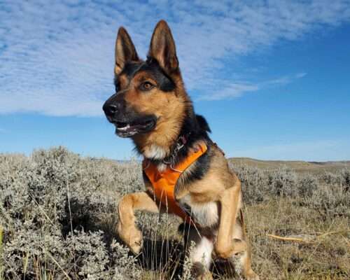 Kiinii protects waterways from invasive mussel species, one sniff at a time!