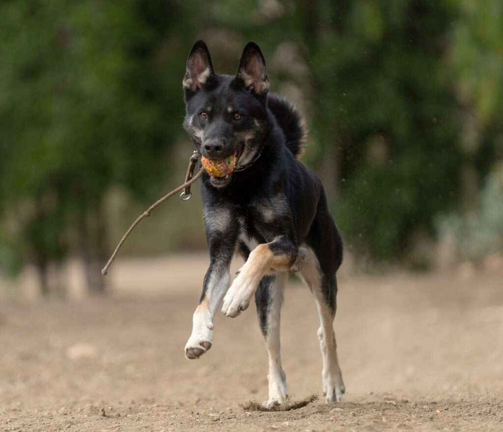 Lobo