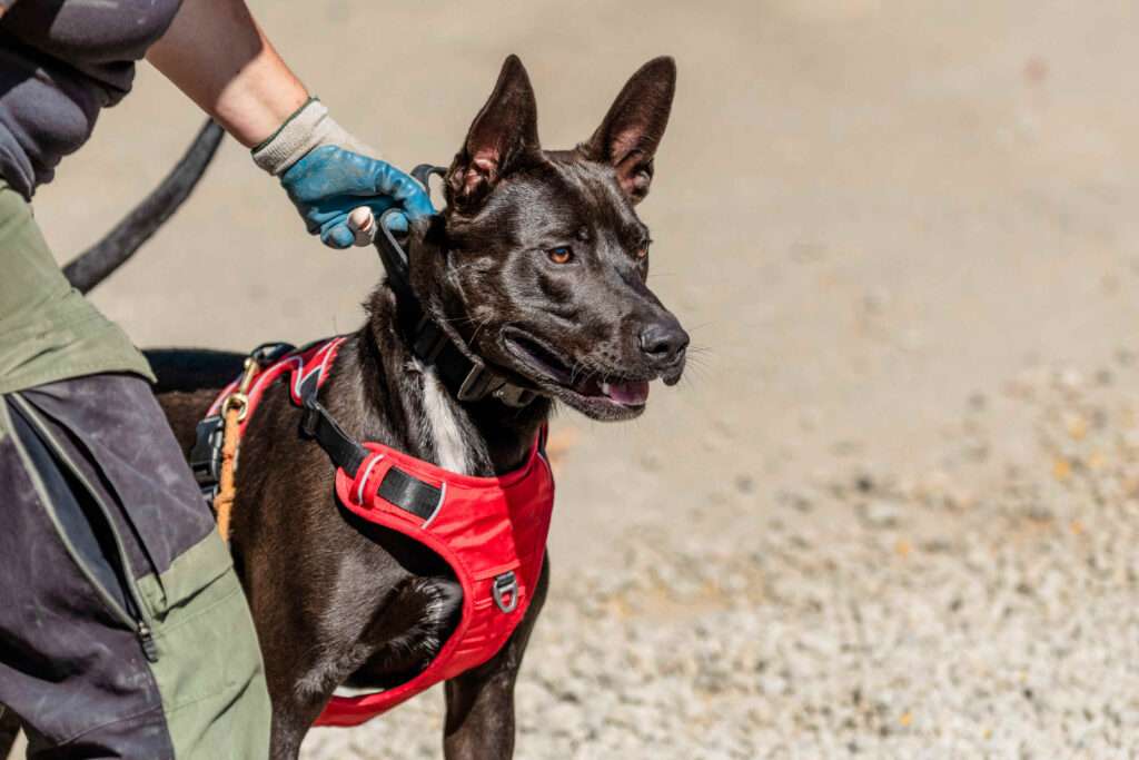 Happy Tails - K9 Deputy Wilson on patrol!
