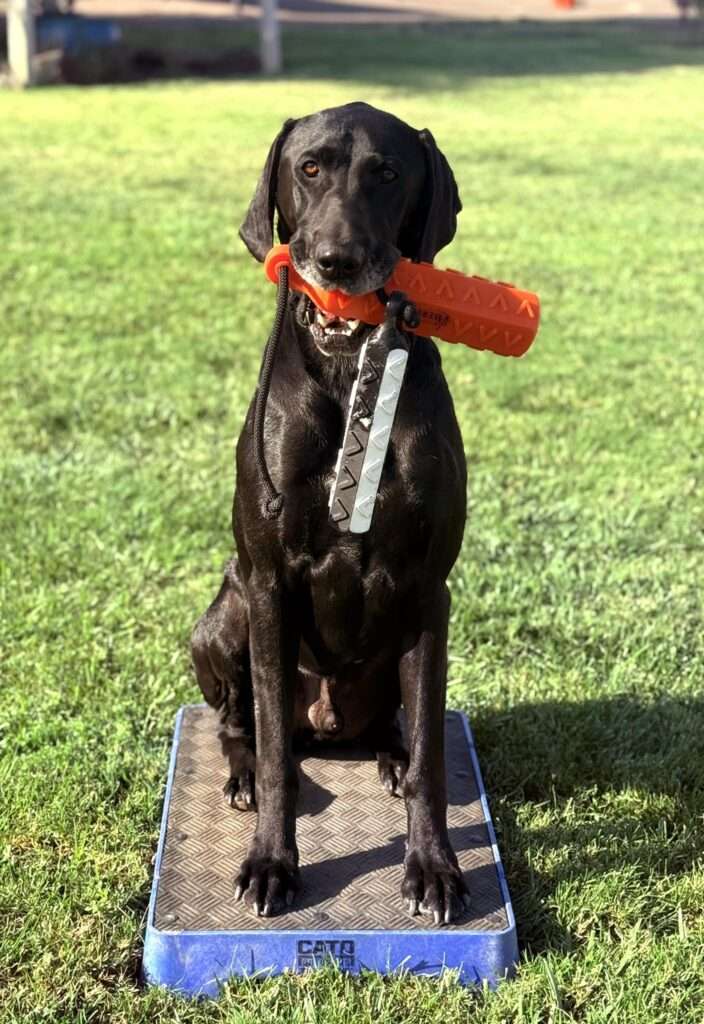 Atlas - ADOPTION PENDING