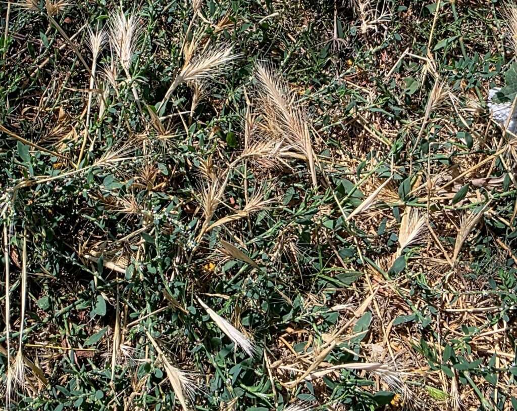 Foxtails: The Hidden Danger in Your Own Backyard