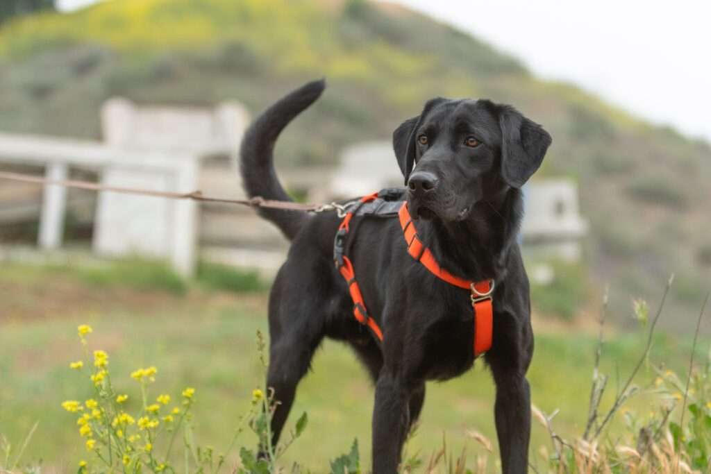 Kramer - ADOPTION PENDING