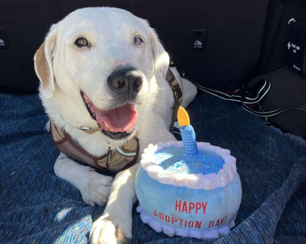 Happy Tails - Remus finds his happily ever after with the help of our SDF community!