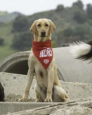 SDF Hero Bandana