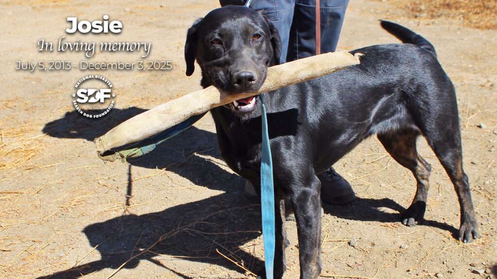 Josie (2013 – 2025)