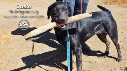 Josie (2013 – 2025)