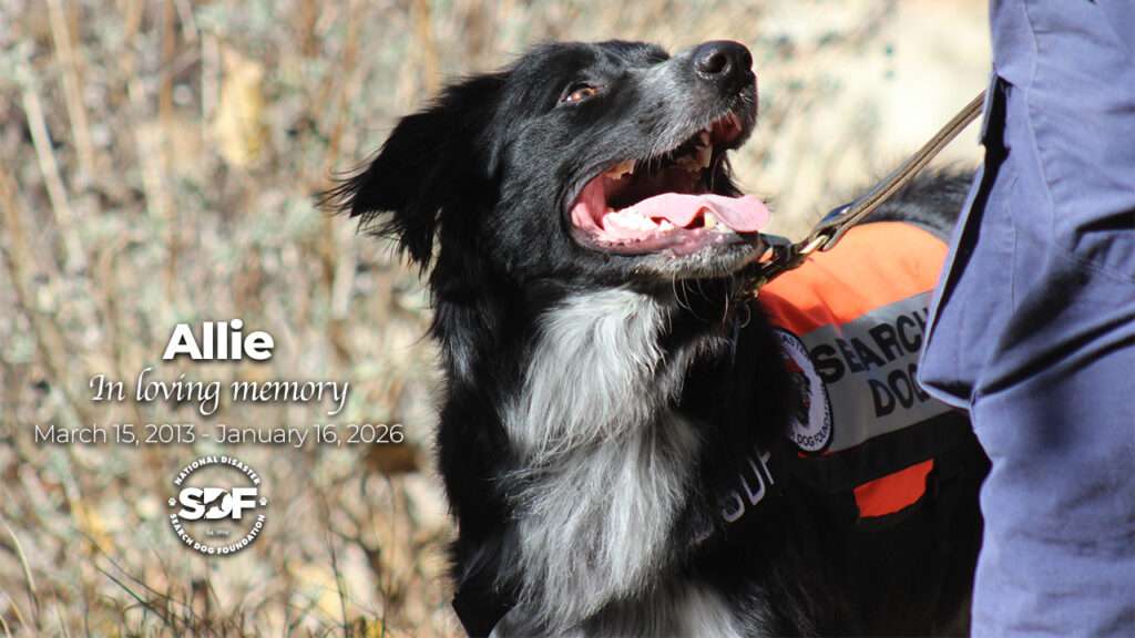 Allie (2013 – 2026)