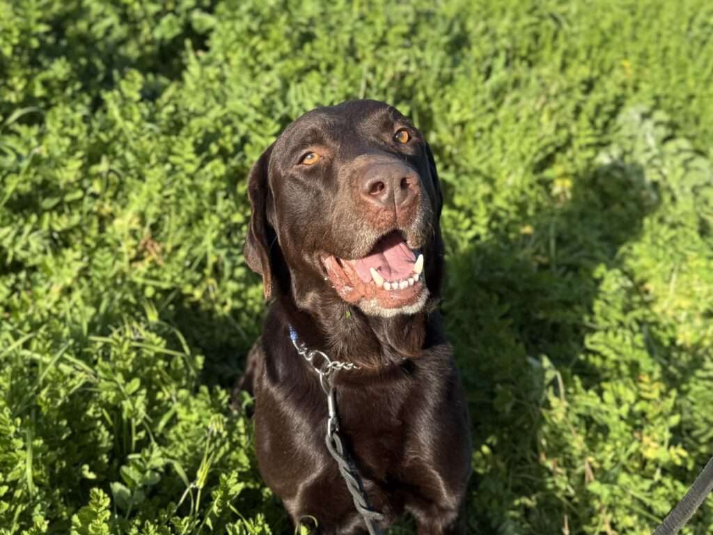 Bruno - ADOPTION PENDING