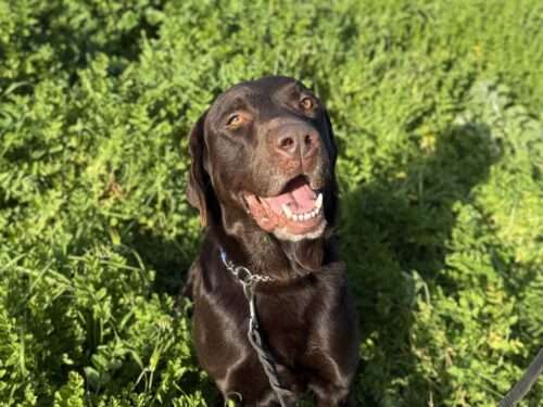 Bruno – ADOPTION PENDING