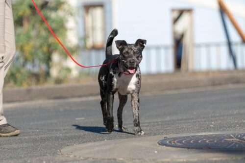 Calvin – ADOPTION PENDING