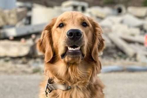 Brush Up on Your Pup’s Dental Health!