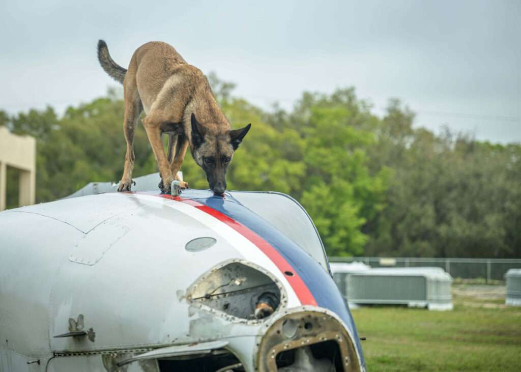 Canine Healthcare Grant Helps Keep K9 India Focused on Vital Detection Career