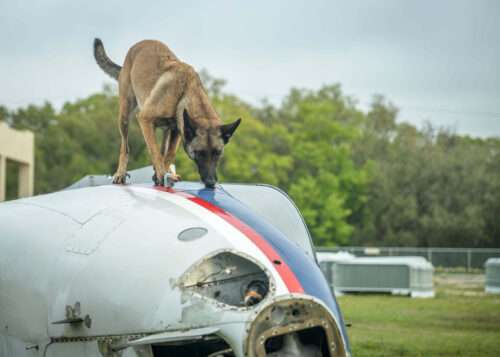 Canine Healthcare Grant Helps Keep K9 India Focused on Vital Detection Career  