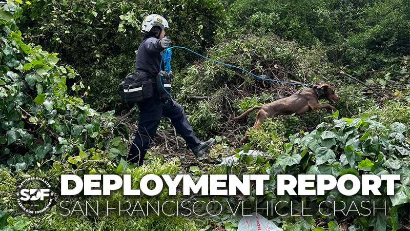 SDF-Trained Search Team Responds to Wide Area Search in San Francisco
