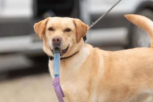 Roxy