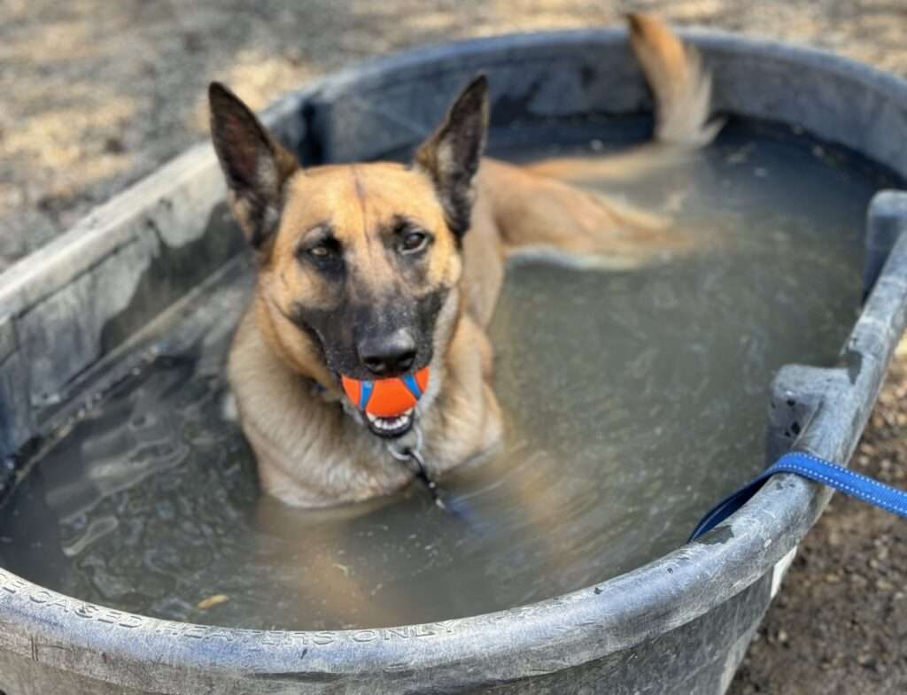 Beat the Heat: Essential Summer Safety Tips for Your Dog