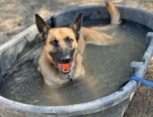 Beat the Heat: Essential Summer Safety Tips for Your Dog
