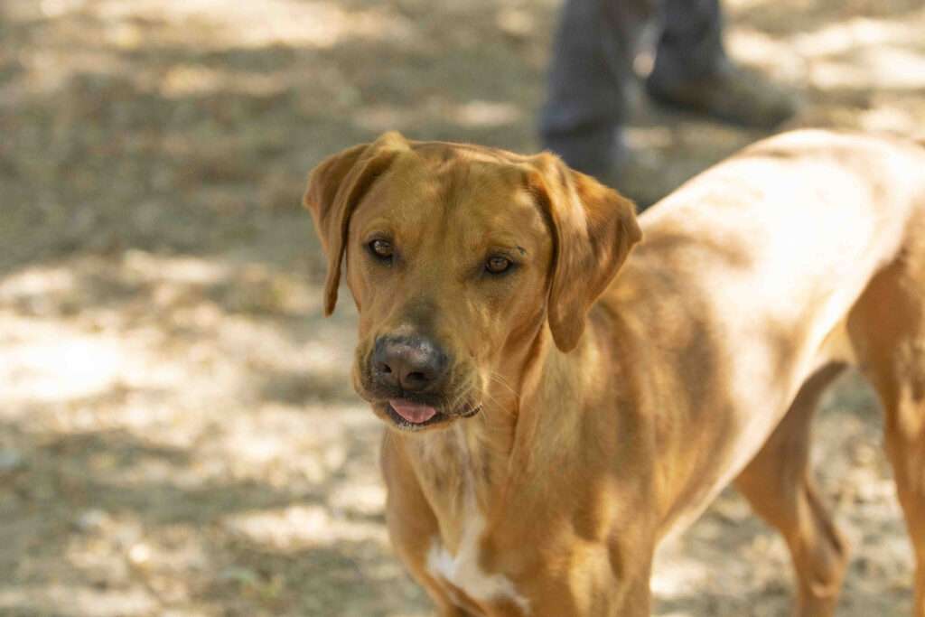 Dunk (Adoption Pending)