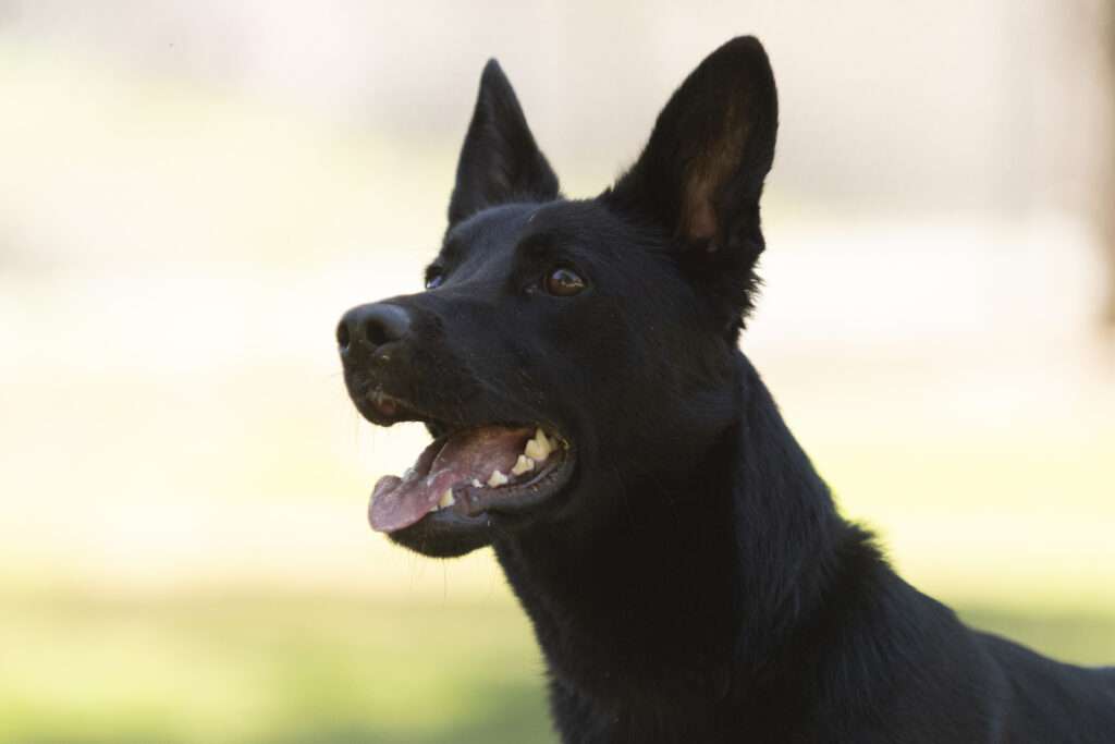 Tina (Adoption Pending)