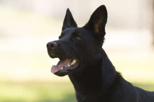 Tina (Adoption Pending)